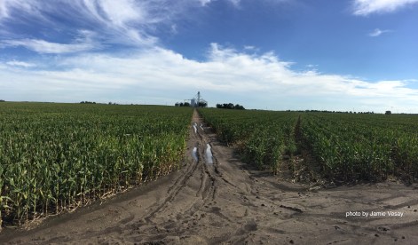 corn-detasseled-sept-2016-jamie-vesay-wm-img_8006