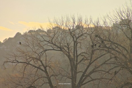 th_eagles-in-tree-lake-og-feb-2017-jamie-vesay-trd-wm-img_3441-version-2